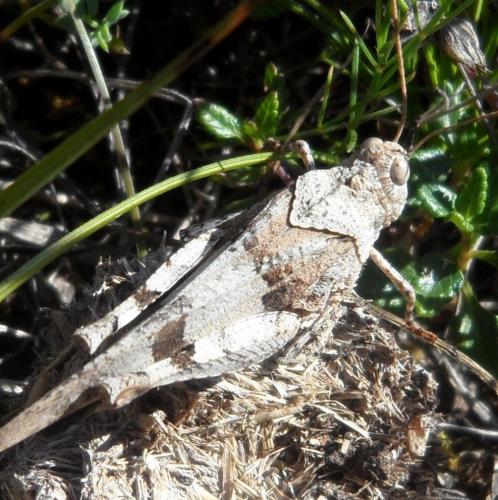 Réf. 187 476 : Oedipoda caerulescens caerulescens